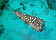 Cyclichthys spilostylus