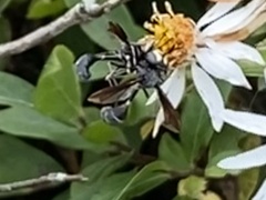 Physocephala tibialis