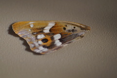 Apatura ilia