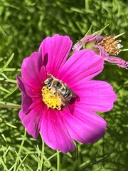 Apinae