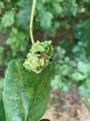 Andricus quercuscalicis