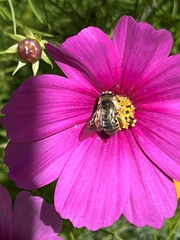 Apinae