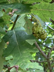 Andricus quercuscalicis