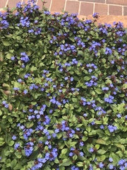 Ceratostigma plumbaginoides