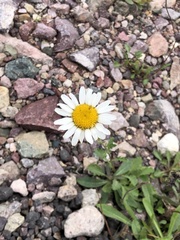 Leucanthemum vulgare