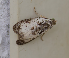 Olethreutes malana