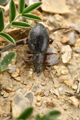 Otiorhynchus