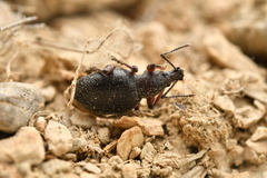 Otiorhynchus