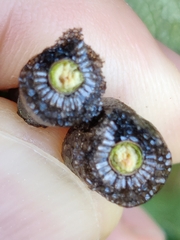 Malacosoma americana