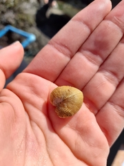 Brachidontes granulatus