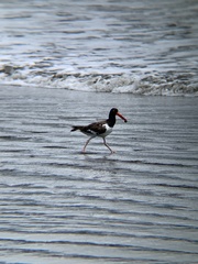 Haematopus palliatus