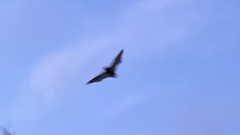 Pipistrellus pipistrellus