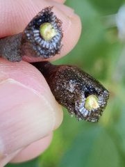 Malacosoma americana