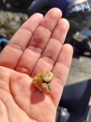Brachidontes granulatus