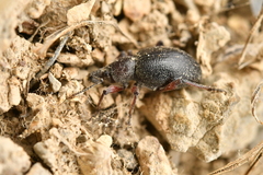 Otiorhynchus