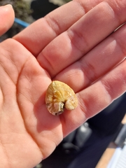 Brachidontes granulatus