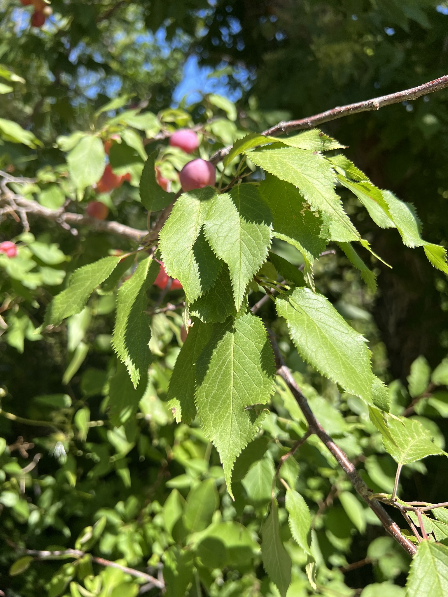 Prunus X orthosepala