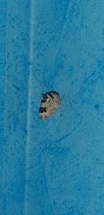 Xanthorhoe fluctuata
