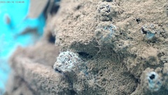 Reticularia jurana