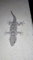 Tarentola mauritanica