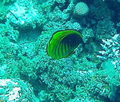 Chaetodon fasciatus