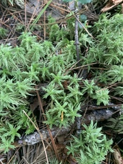 Sphagnum girgensohnii