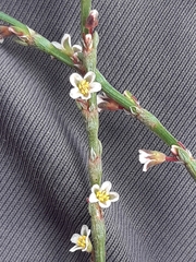 Polygonum equisetiforme