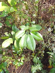Pseudopanax arboreus