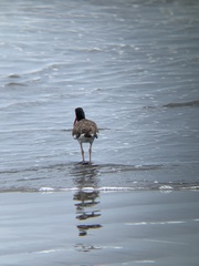Haematopus palliatus