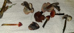 Hygrocybe conica