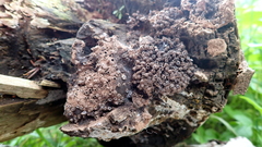 Reticularia jurana