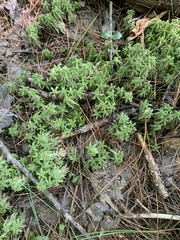 Sphagnum girgensohnii