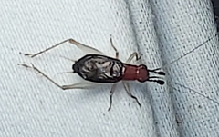 Phyllopalpus pulchellus