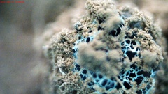 Reticularia jurana