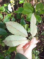 Pseudopanax arboreus
