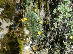 Dasiphora fruticosa