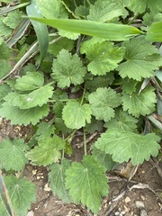 Modiola caroliniana