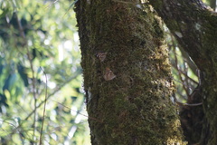 Apatura ilia