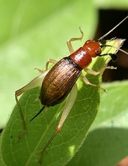 Phyllopalpus pulchellus