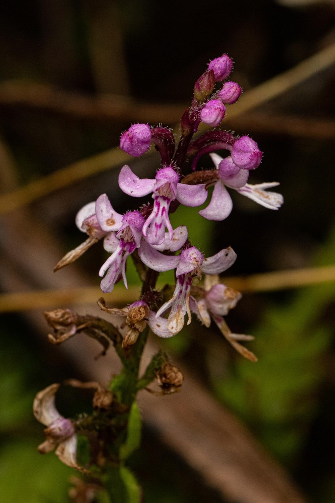 Cynorkis anisoloba