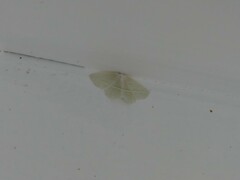 Campaea perlata