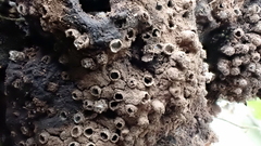 Reticularia jurana