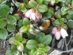 Bombus sylvicola