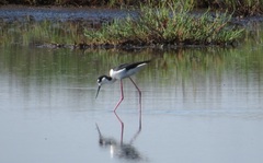 Himantopus mexicanus