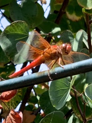 Libellula croceipennis