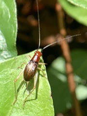 Phyllopalpus pulchellus