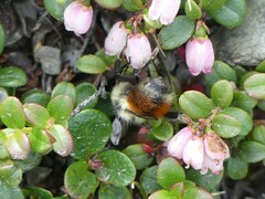 Bombus sylvicola
