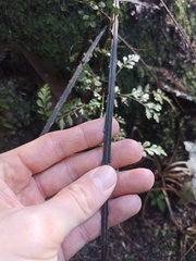 Pseudopanax crassifolius