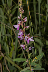 Desmodium canadense