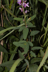 Desmodium canadense